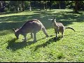 Blue Mountains Kangaroos