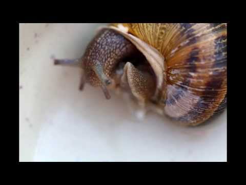 how to collect snails