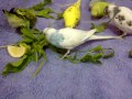 TheBudgieBirds - My Budgies eating vegetables1
