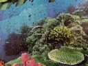 LAST PART OF AN UNDERWATER PARADISE LAST PART OF AN UNDERWATER PARADISE