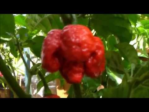 how to harvest chillies