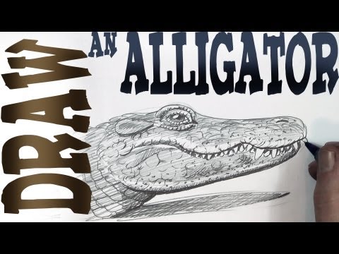 how to draw alligator