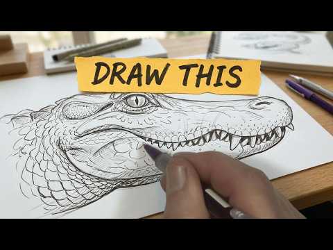 how to draw alligator