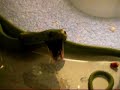 boiga cyanea yawn boiga cyanea yawn