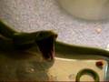 boiga cyanea yawn