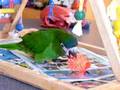 videos de Rico loves his new toy
