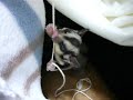 sugar glider Dental floss? sugar glider Dental floss?