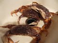Crab trys to commit hari-kari