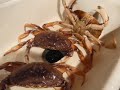 Crab trys to commit hari-kari Crab trys to commit hari-kari