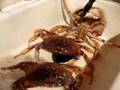 Crab trys to commit hari-kari