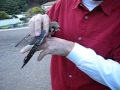 American Kestrel Release.avi