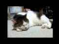 Sleepy Cat Sings The Blues - animals, blues, cat, cute, music, pets, singing, sleepy, funny