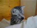 Ramses Harimau - Part2