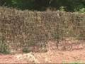 Vegetable Garden -- July Field Trip