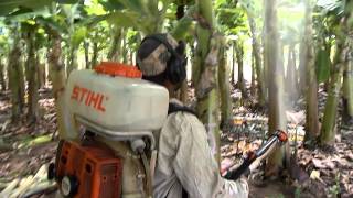 VÍDEO: Instituto Mineiro de Agropecuária certifica lavoura sustentável de banana