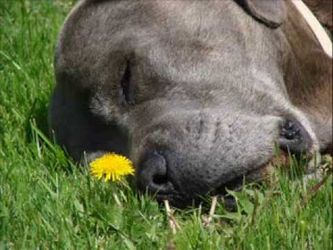 cane corso