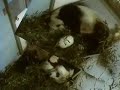 Lun Lun and BB After the Boo Incident.wmv