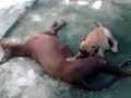 O amor de uma cadela a faz amamentar um filhote �rf�o