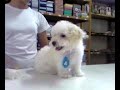 Poodle, cachorro peludo.