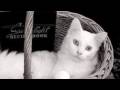 Feline Friends ~ a collection of Kitty Cats