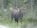 Moose, Emerald Lake