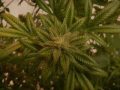 Roll It Up - SUGAR BEAR Roll It Up - SUGAR BEAR