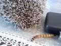 My Hedgehog Chiam Chiam  a meal worm