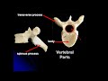 Vertebral Column - Axial Skeleton