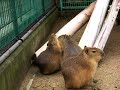Capybara fight the takeover   ?????
