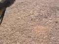 l85 rifle firing / sa80 jams alot