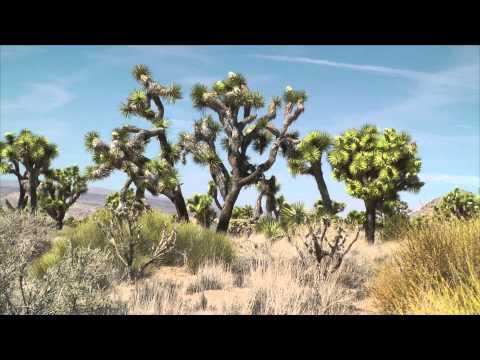 how to replant a joshua tree