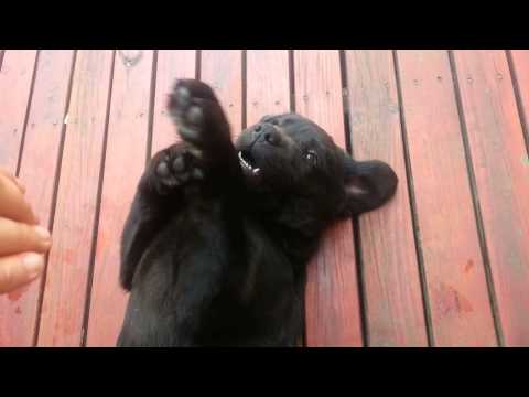 Black Labrador puppy – Paw Boxing