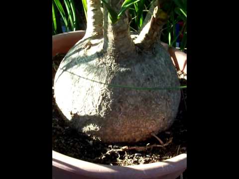 how to transplant elephant foot palm