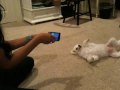 iGun dog rampage