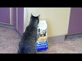 My big fat cat ripping into a huge bag of Friskies