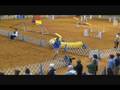 Focus AKC Nationals victory
