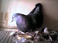 She is eating while incubating