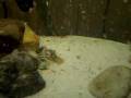 overfeed frenzzy.MOV