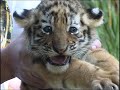 Tigerbaby-Taufe im Tierpark Hamm. Tigerbaby-Taufe im Tierpark Hamm.