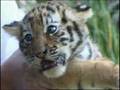 Tigerbaby-Taufe im Tierpark Hamm.