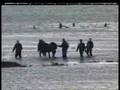 Paarden van Marrum :Horses saved