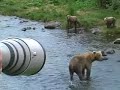 photography at camp island kodiak alaska