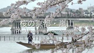 Kyoto Arashiyama Cherry Blossom