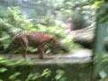 videos de Zoológico Belém 128.asf