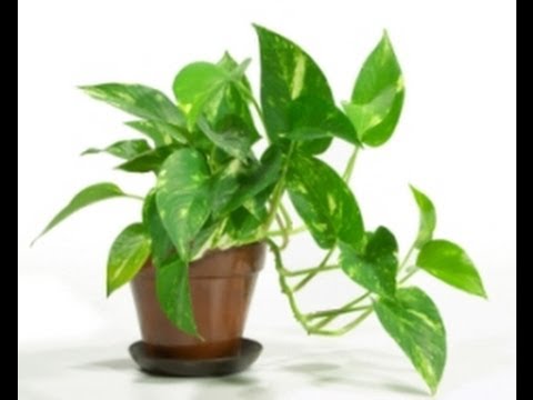 how to replant pothos plant