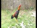 videos de iran-hint.wmv