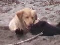 2 dogs flirting on a beach Ischia Italy