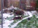 Snow Snow