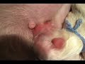 Cute Puppies- Week 1 -Sleeping, Nursing, Sleeping, Nursing!