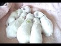 Cute Puppies- Week 1 -Sleeping, Nursing, Sleeping, Nursing!